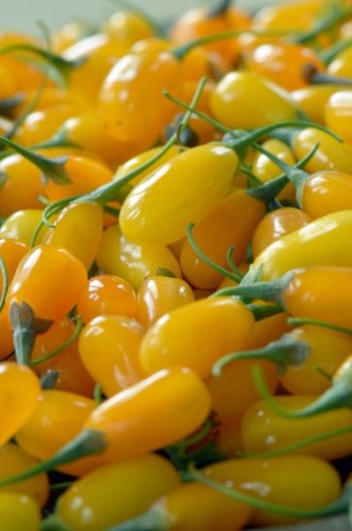 Goji Amarelo - Super alimento -  Planta de fruta viva