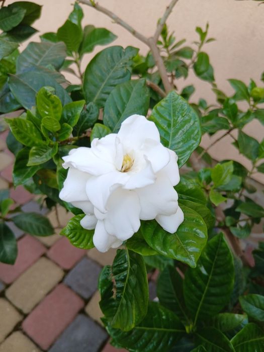 Продам гарденію жасминовидну