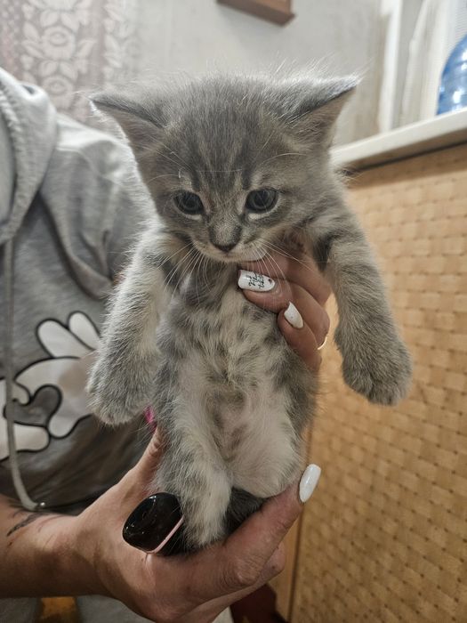 Віддам котиків звичайних