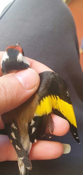 Canarios       pintas