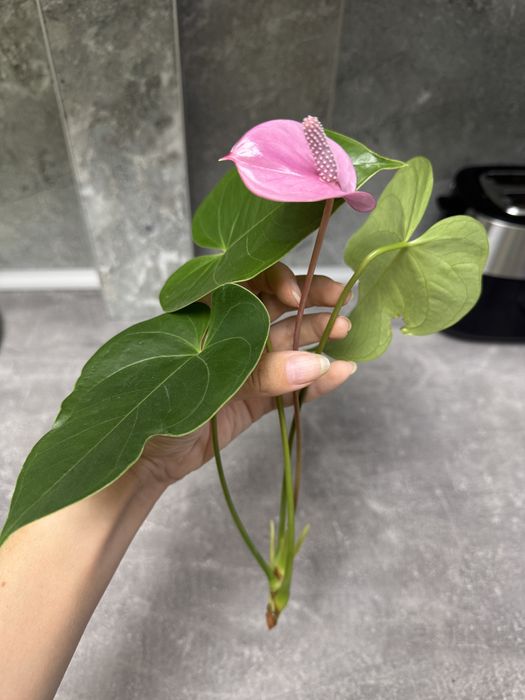 Антуріум колорадо, лівіум, каваллі, блек паріж, хот ліпс