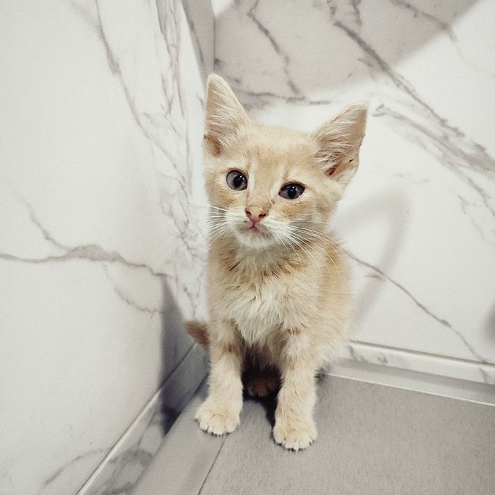 Срочно отдам котят в хорошие руки