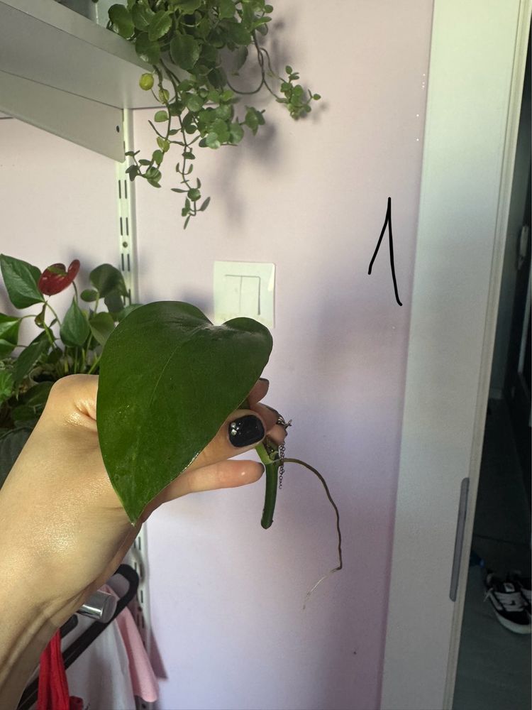 Epipremnum aureum