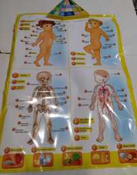 Детский сенсорный плакат говорящая анатомия
