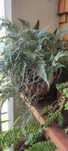 Linda planta aranha.
