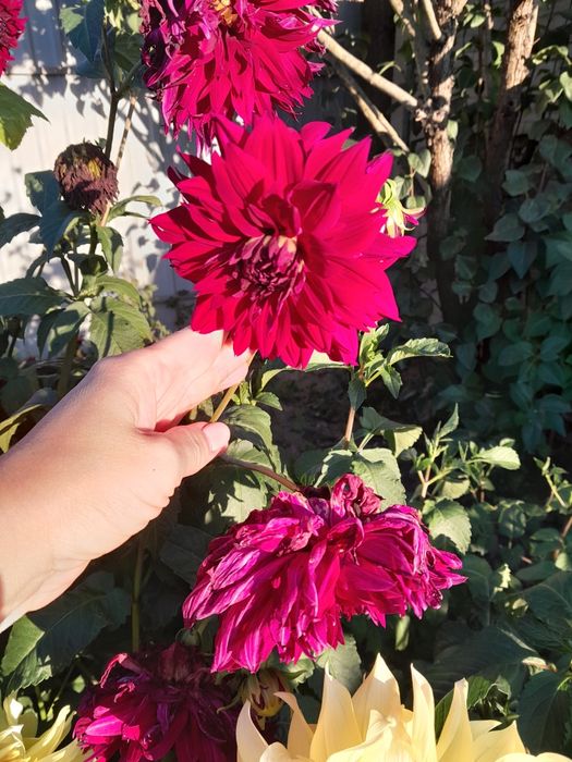 Продам клубні жоржини,  георгину