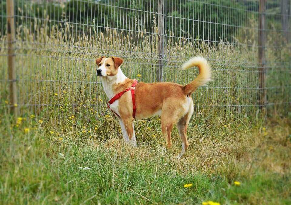 Simba - Cão porte médio para adoção