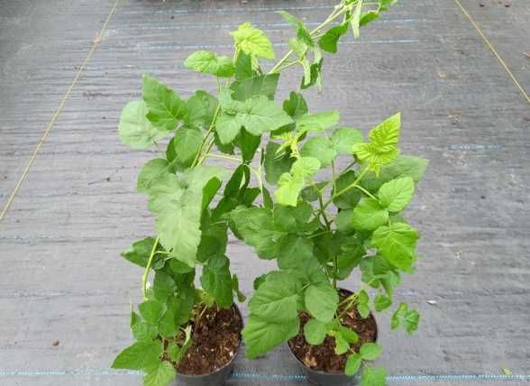 Miododajne!Sadzonki Tayberry!Malinojeżyna! sadzonki malino-jeżyna CAC