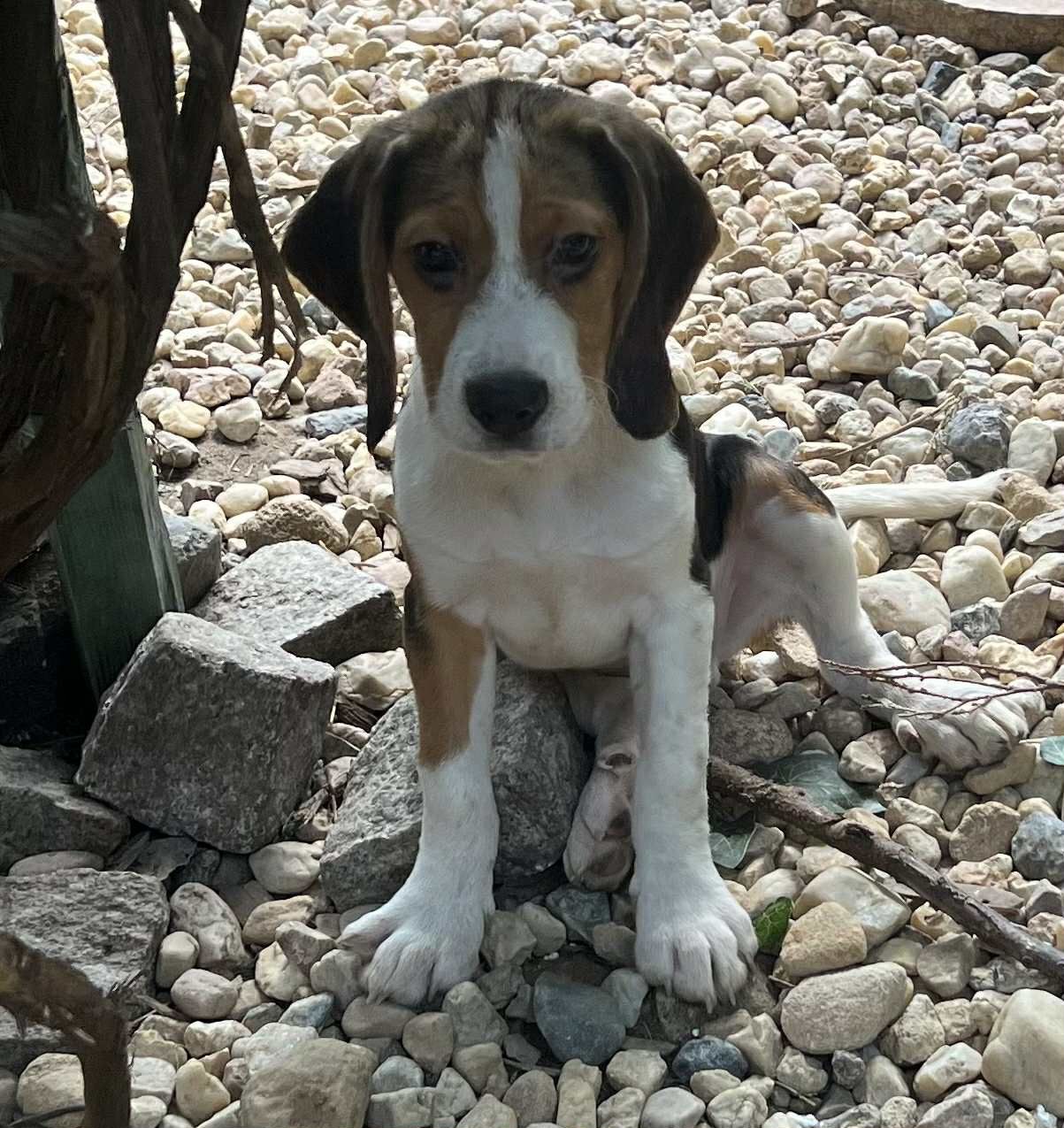 Beagle suczka gotowa do odbioru
