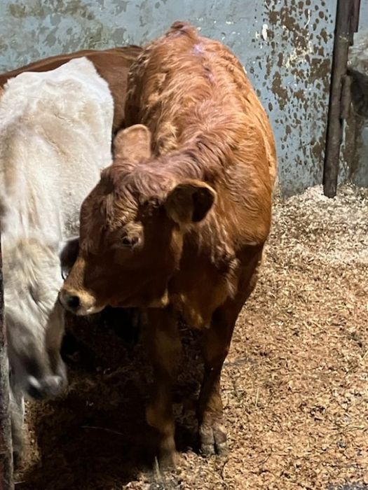 Jalowki byczki mięsne limousine angus simental