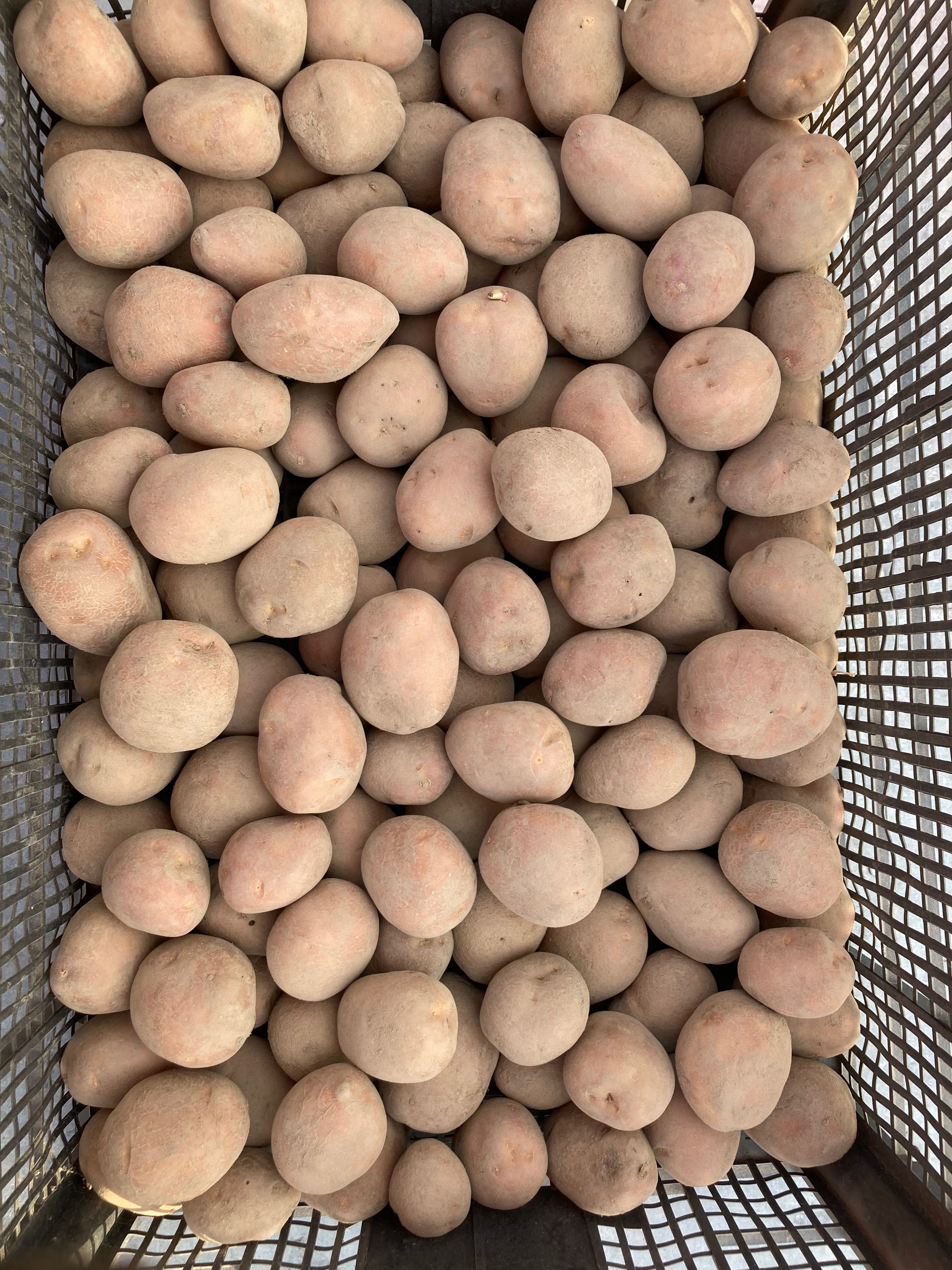 Sprzedam ziemniaki drobne  Bellarose wielkość sadzeniak 35-50 kal