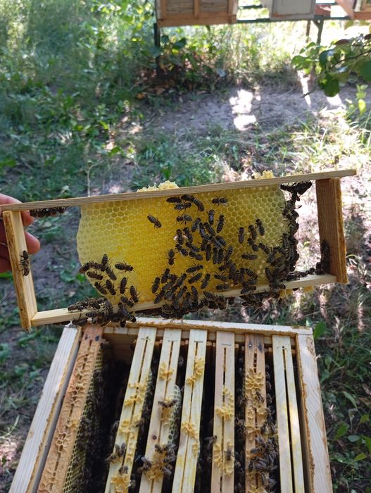 Продам  бджоло-пакети 2026