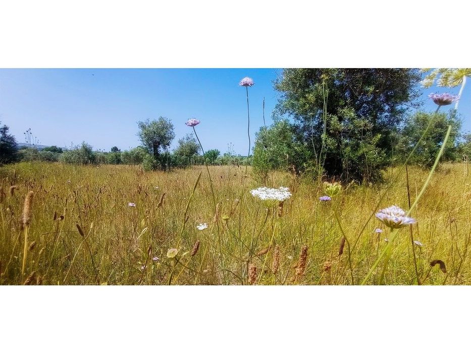 Terreno rústico PIP aprovado Moradia madeira com piscina, Ramalhal,...