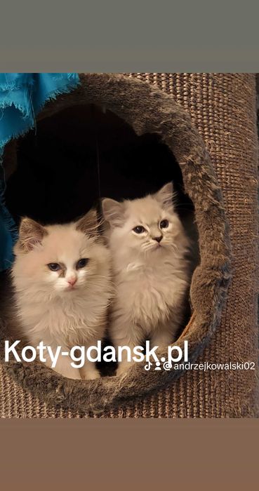 Ragdoll WCF/PZF.PROFESJONALNA hodowla, badania Genetyczne X..2025