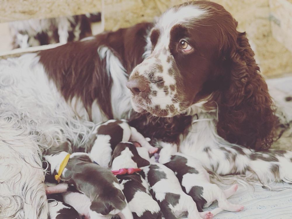 Springer spaniel angielski - suczka po championach - ZKwP