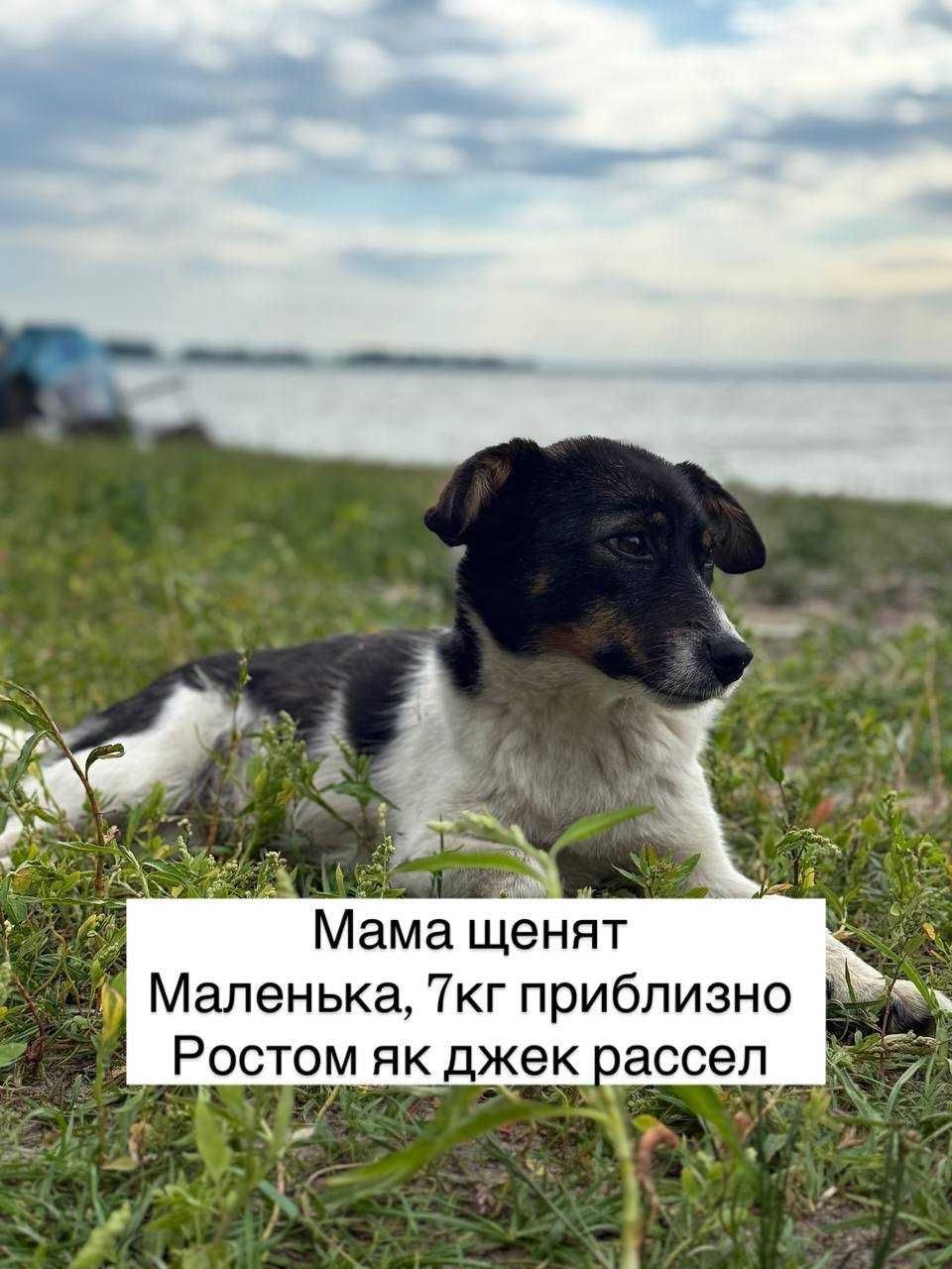 Врятуйте щенят, заберіть у дім