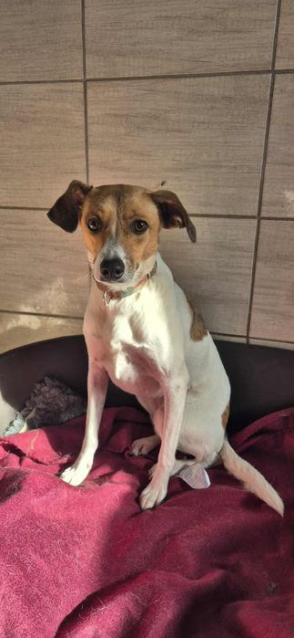 Cudowna sunia dla człowieka o wielkim sercu