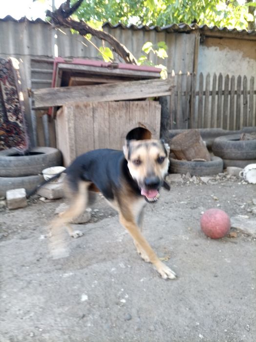 Овчарка, мальчик.