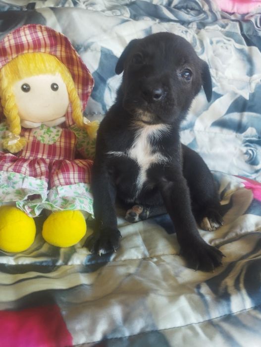 Fifi para adoção muito responsável