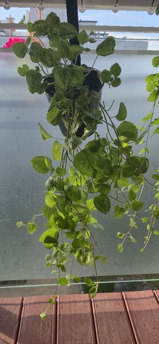 Gajowiec żółty bylina