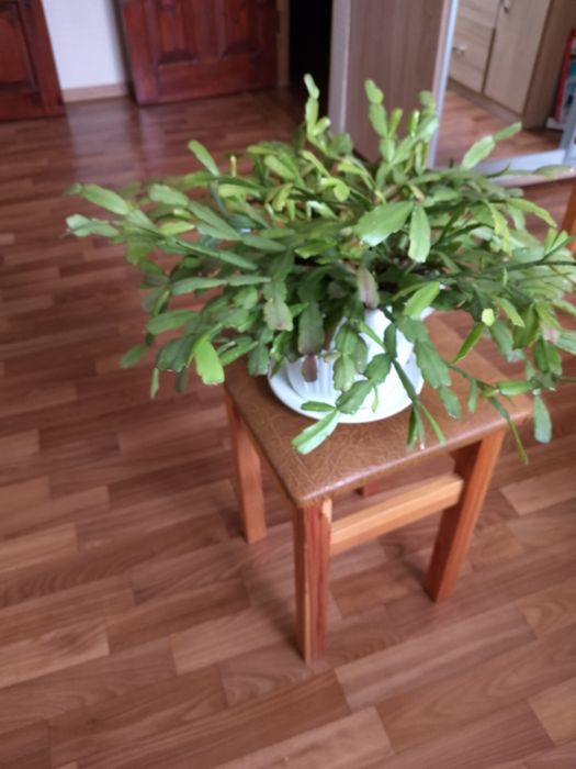 Продам комнатные цветы