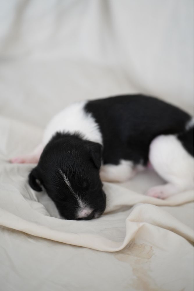 6 Cachorrinhos machos para adoção urgente
