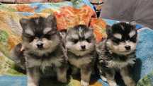 Szczenię Pomsky F3