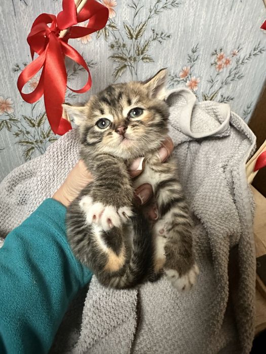 Котята в хорошие руки