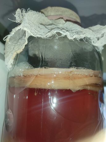 Чайный гриб медузомер