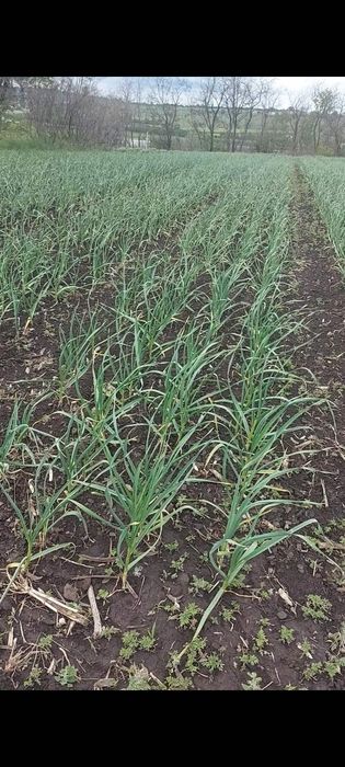 Сівалка для часнику та цибулі