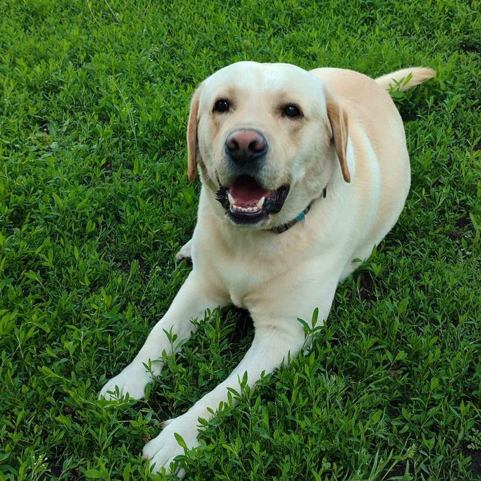 В'язка, Лабрадор ретрівер. Одеська область
