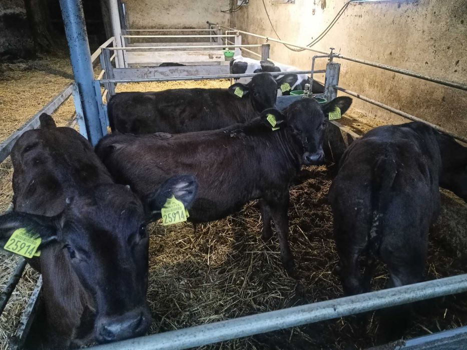 Byczki/odsadki od rolnika