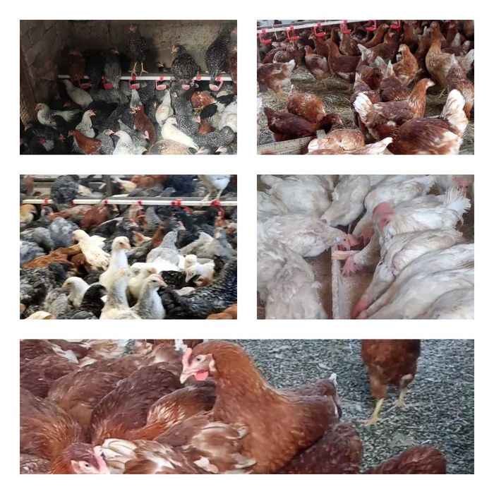 Продам кури несушки! Доставка безкоштовна. Краснокутськ!