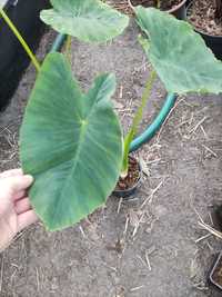 Colocasia Esculenta