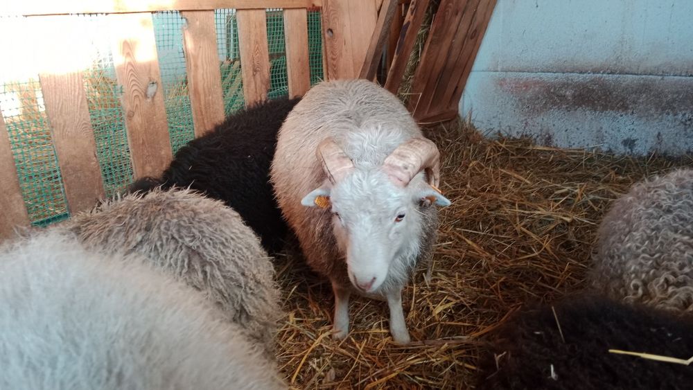 Baranek baran tryk samiec Quessant