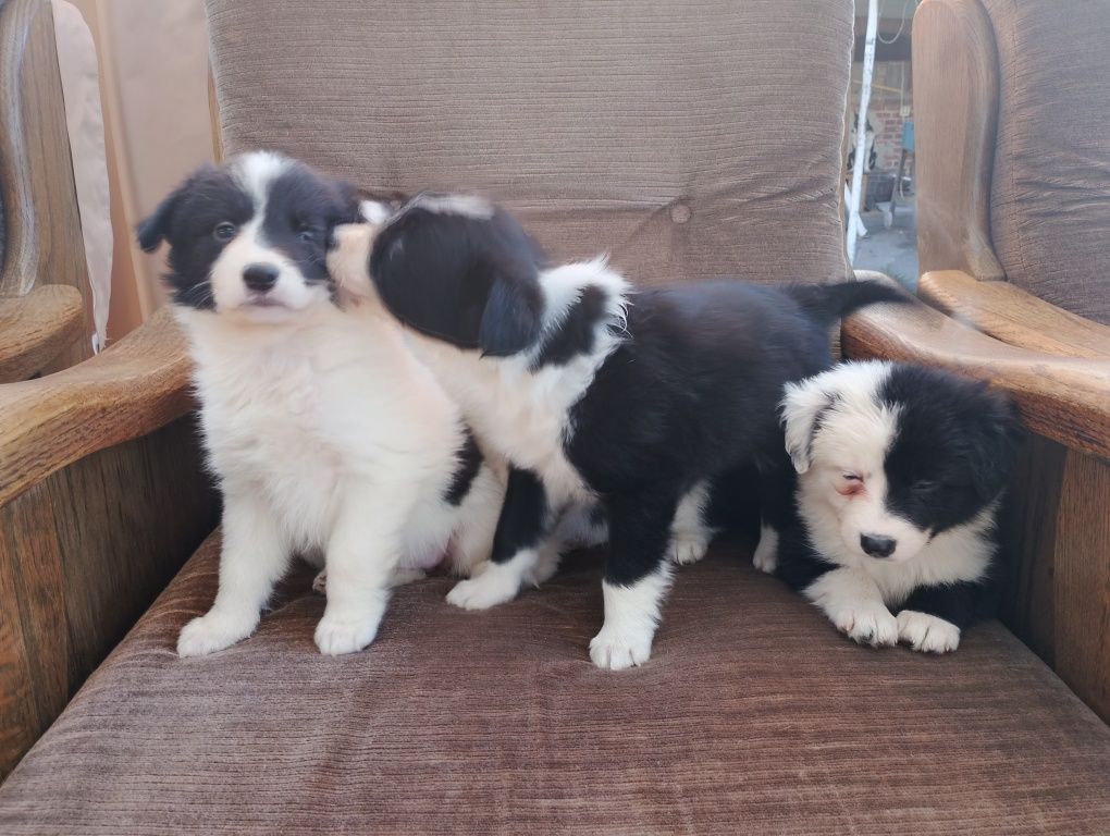 Border collie suczka