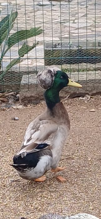 Trio de patos pompom