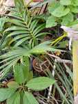 Palmeira areca bambu