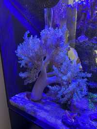 Capnella duże drzewko koralowiec