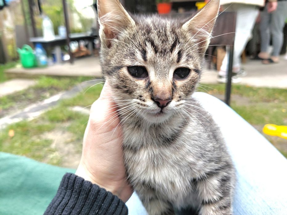 Котенята шукають родину