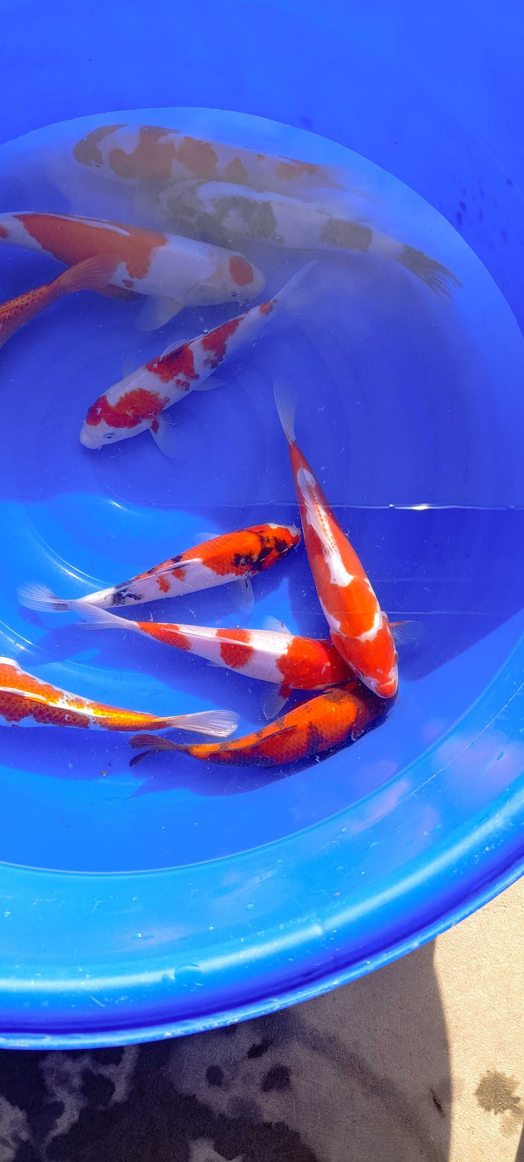 Karp koi oczko wodne ryby ozdobne