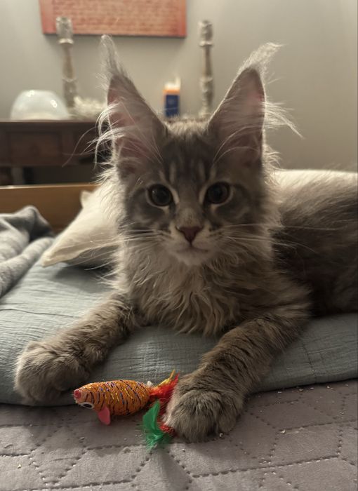 Kocurek Maine Coon