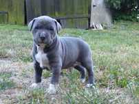American Staffordshire Terrier Amstaff Pies