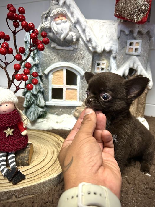 Machinho chihuahua pelo longo chocolate linhagem russa