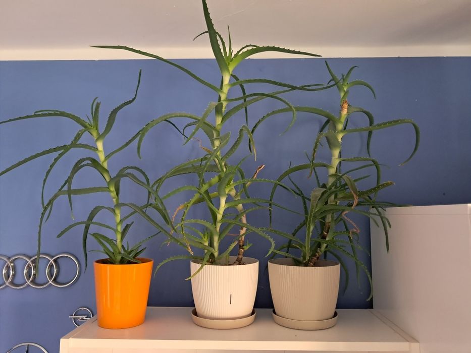 Aloes w doniczce