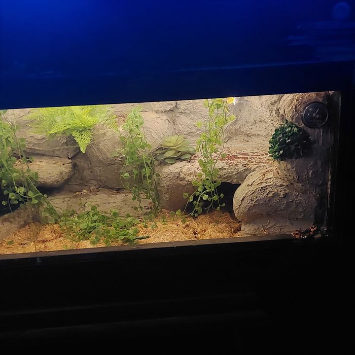 Sprzedam węża zbożowego razem z terarium