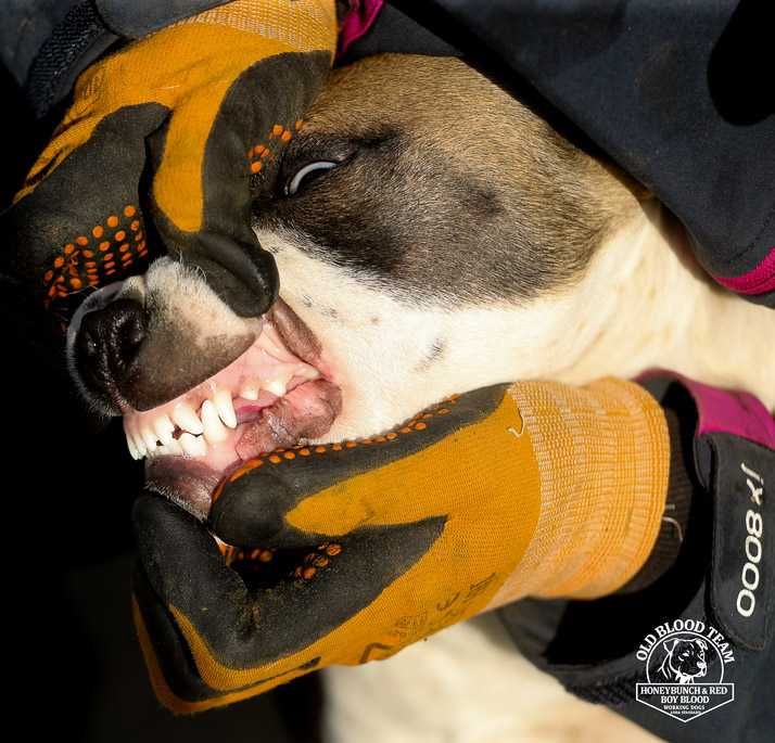 Pit Bull , niespotykane umaszczenie , amerykańska krew