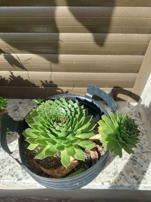 [Planta] Suculenta Sempervivum