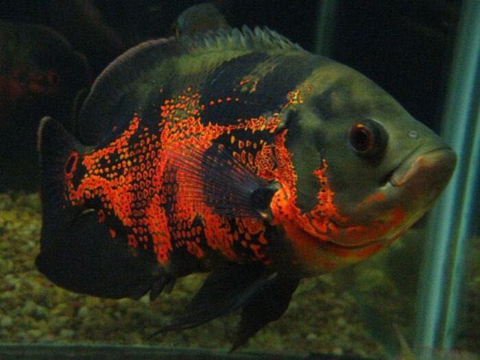Oscar Tigre 15cm