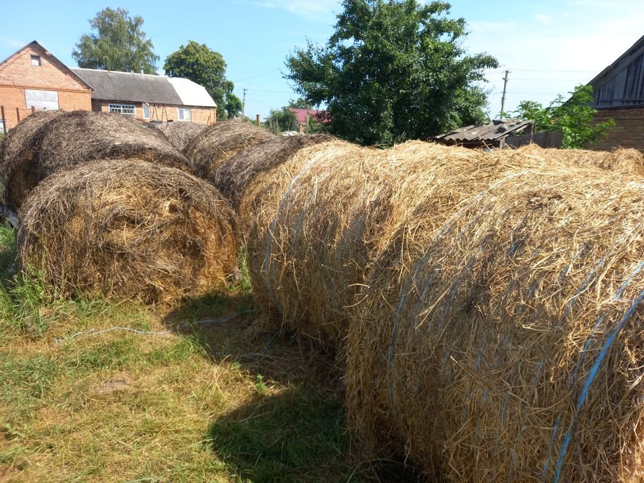 Продам сіно люцерна з травою